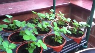 Strawberry Temptation