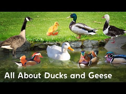 , title : 'Quack! Honk! Learn all about Ducks and Geese in this educational video.'