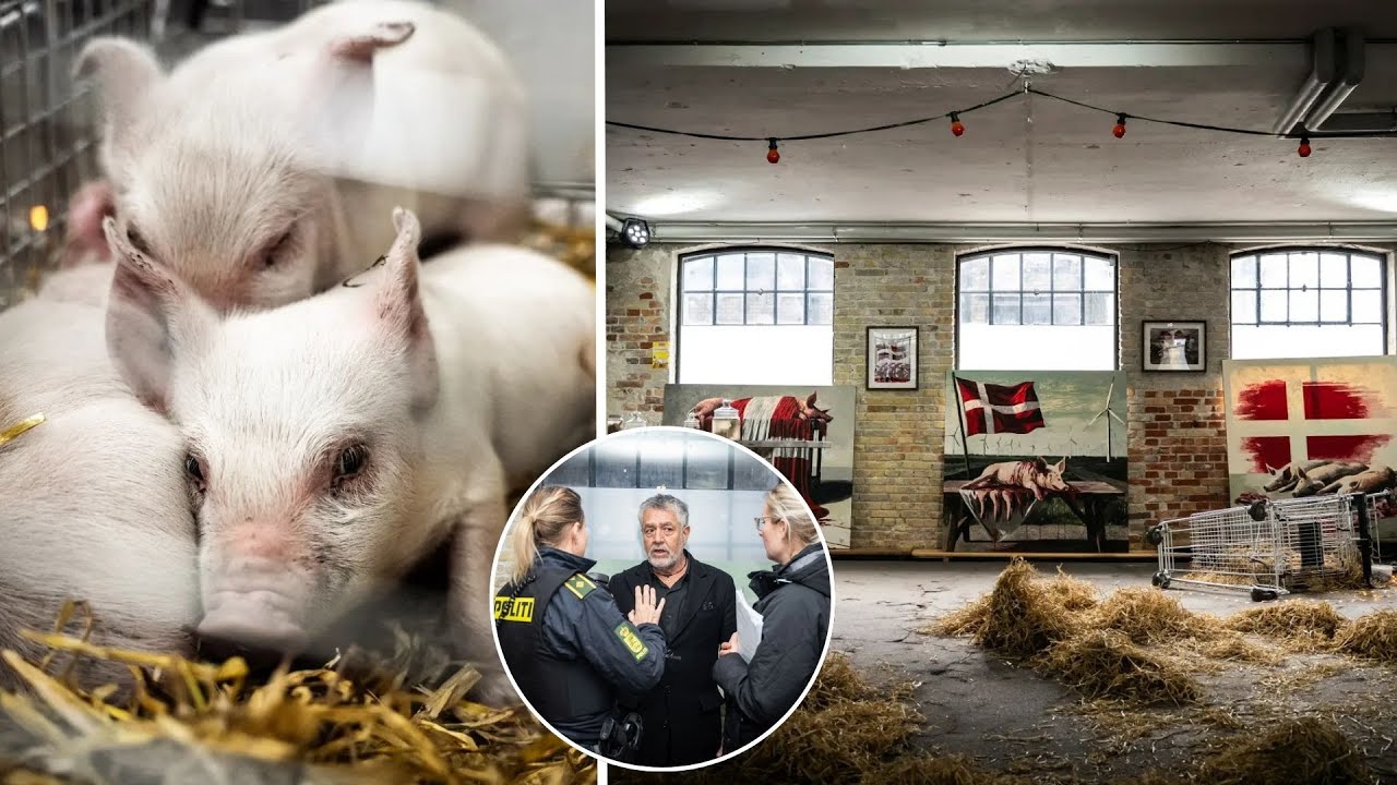 Three piglets stolen from art exhibit where they faced starvation—10-year-old girl raised alarm