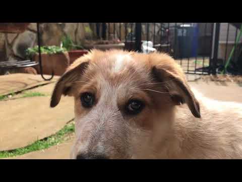 download lagu mp3 mp4 Are Sugar Snap Peas Good For Dogs, download lagu Are Sugar Snap Peas Good For Dogs gratis, unduh video klip Are Sugar Snap Peas Good For Dogs