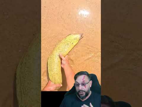 Moreia gigante em arraial do cabo com Bruno do Casal Viking