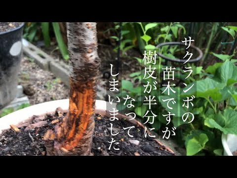 さくらんぼの病気 なぜさくらんぼが木の上で枯れたり、熟す前に落ちたりするのか