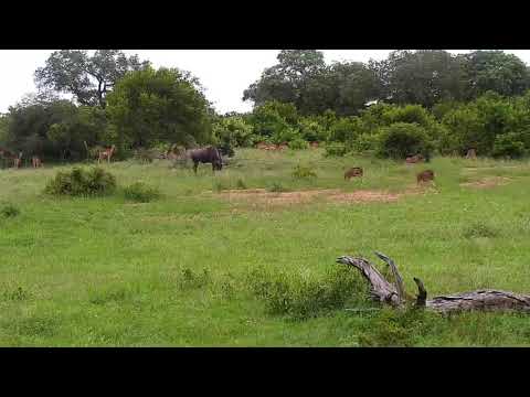 Djuma: Wildebeest and Impala herds running about - 17:29 - 01/19/2020
