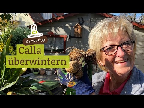 Overwintering Calla Lily - How do you overwinter Calla Lily?