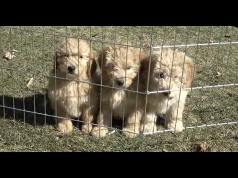 JOSE, JAKE & JON | Puppy Playtime