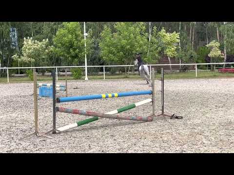 FOR SALE Luca Field  (Zirocco Blue VDL x Horse La Loi)