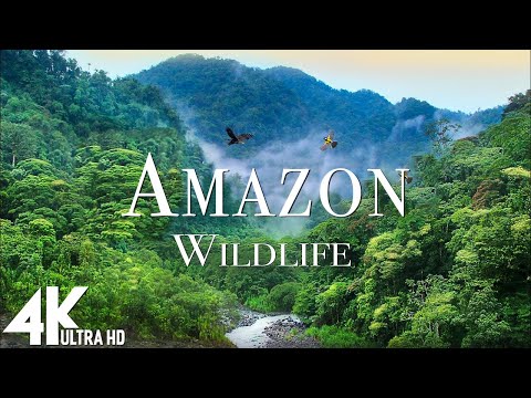 Amazon Wildlife In 4K - Animals That Call The Jungle Home | Amazon Rainforest | Relaxation Film
