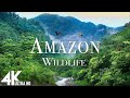 Amazon Wildlife In 4K Animals That Call The Jungle Home Amazon Rainforest Relaxation Film