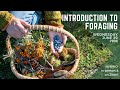Introduction To Foraging With Rachel Goclawski 6 29 22