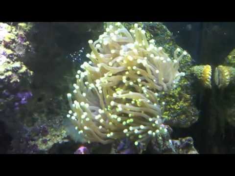 Gorgeous 30 Gallon Reef Tank- Nuvo 30