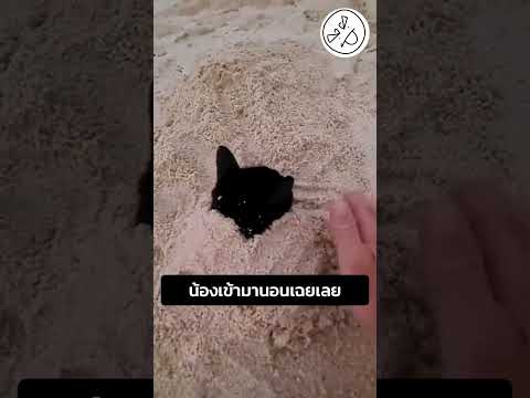 น้องเข้ามานอนเฉยเลย