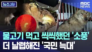 물고기 먹고 씩씩했던 '소풍'.. 더 날렵해진 '국민 늑대' [뉴스.zip/MBC뉴스]