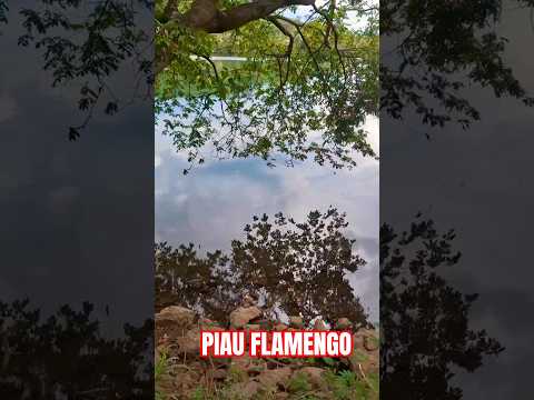 ITUMBIARA, GOIÁS: CARDUME GIGANTE DE PIAU FLAMENGO NO RIO PARANAÍBA!