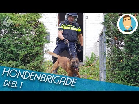 HONDENBRIGADE | SURVEILLANCEHONDEN | POLITIE | DEEL 1