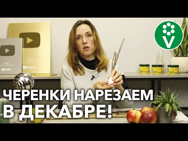 ПРИГОДИТСЯ КАЖДОМУ САДОВОДУ! Как заготовить и сохранить ЧЕРЕНКИ для весенней прививки
