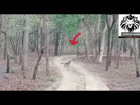 rare moment  of confrontation of Indian wolves and a tiger. #pench #tigervswolf #rare
