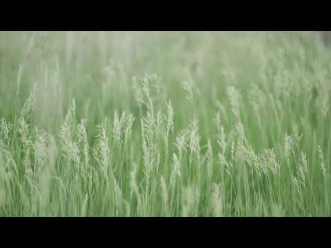 ASMR Summer Field Relaxing Ambient Wind Blowing Breeze (1 hour) 4K
