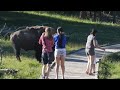 Bison Attack Caught on Camera!!! Yellowstone National Park