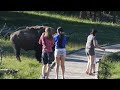 Bison Attack Caught On Camera Yellowstone National Park