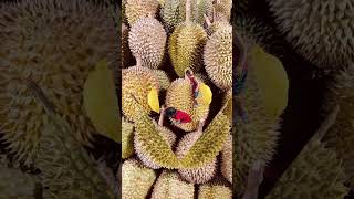 Download lagu #Belah duren#Shorts mp3