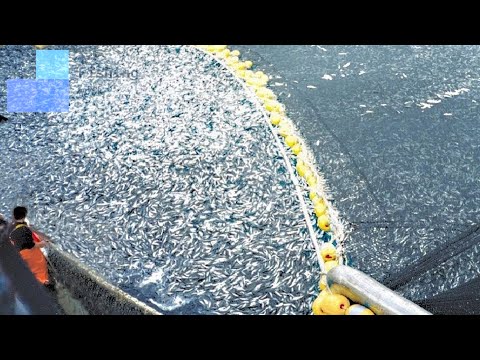 Amazing Net Fishing Under Ice Catch Hundreds Tons of Big Fish || Amazing Pacific Fishing