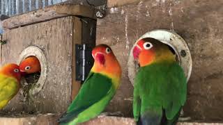 Download the video "Lovebirds sounds : Love birds lifestyle 🦜💚 #lovebirds #parrots #birdsounds #cutlovebirds"
