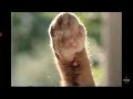 Fresh Step Cat Litter 2002 Commercial