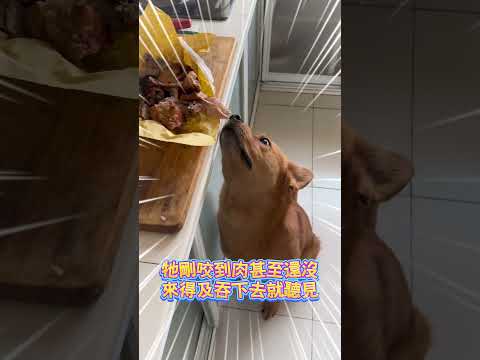 狗狗終於體會到人性的險惡了