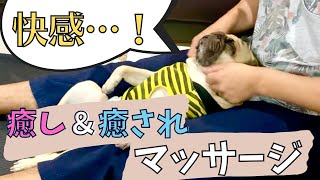 【パグ日記/Vlog】超絶癒し動画☆Pugを快感マッサージ#犬 #dog #massage