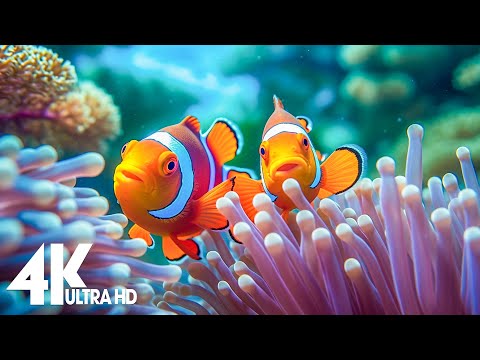 The Best 4K Aquarium for Relaxation 🐠 Relaxing Oceanscapes - Sleep Meditation 4K UHD Screensaver