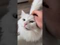 Donut S Monday Morning Screams Are The Best Way To Start The Week ️ Cats Catvideos Funny