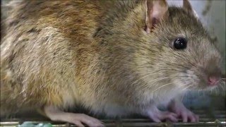 Rat Trap with a LIVE Norway RAT, my Best Bait, Rat Facts, Rat Noises