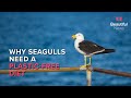 Seagulls On A Plastic Free Diet How To Keep Toxic Materials Out Of Their Beaks Beautiful News