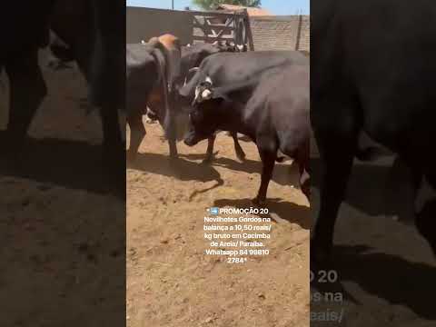 20 Novilhotes Gordos na balança a 10,50 reais/ kg bruto em Cacimba de Areia/ PB. ZAP 84 99810 2784*