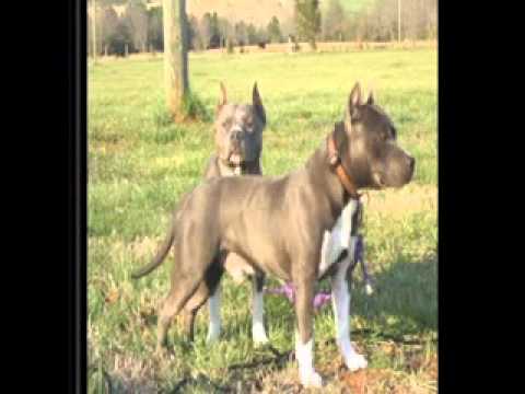 Dj aligator-Doggy style.mpg