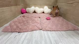 フレンチブルドッグの動画01