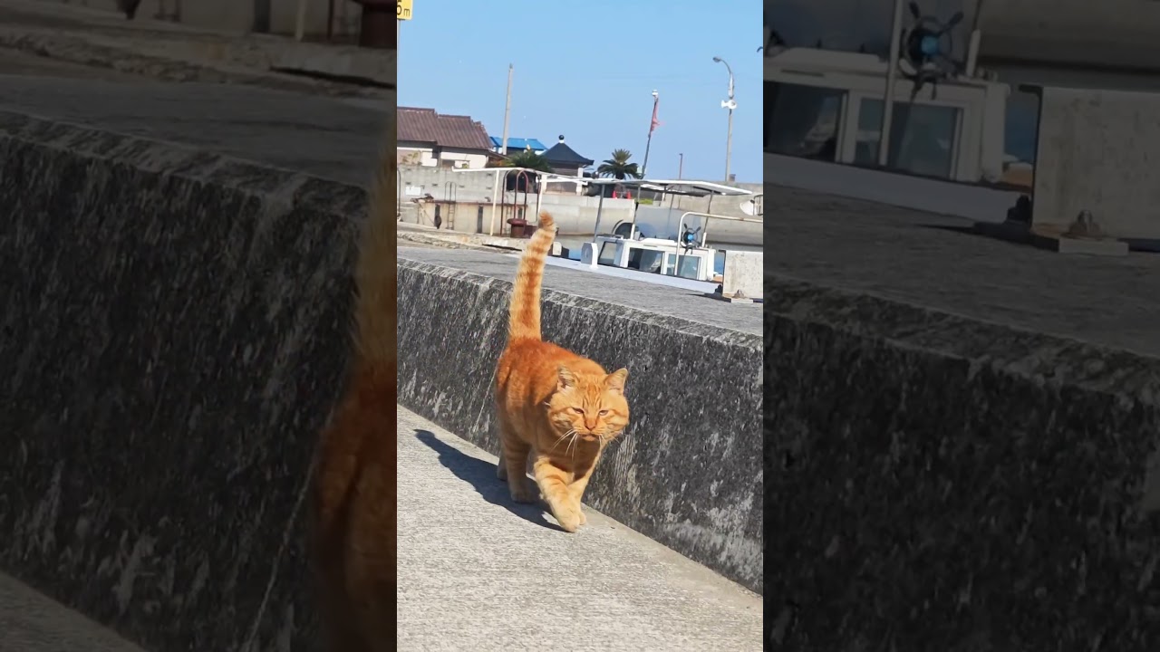島民の数より猫が多い島🐈 100匹の猫が暮らす瀬戸内海の猫島へ行ってきた！  香川県 / 佐柳島 | Cat Island #shorts  #cat #ねこ #ネコ