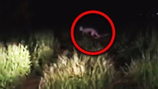 11 Scary Creatures Accidentally Caught on Camera