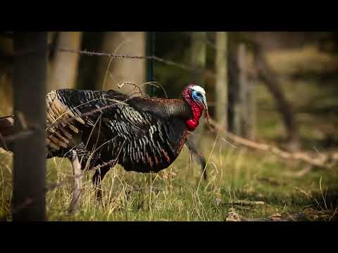 Higdon Outdoors - Turkey Hype