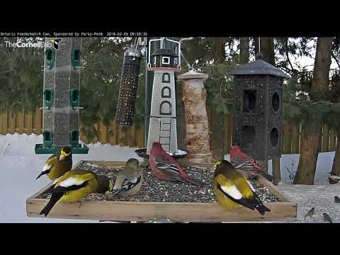 Pine And Evening Grosbeaks Bring Color To Ontario Feeders – Feb. 5, 2018