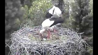 preview picture of video 'コウノトリライブ Vetschau Stork Nest （4-23-2009）'