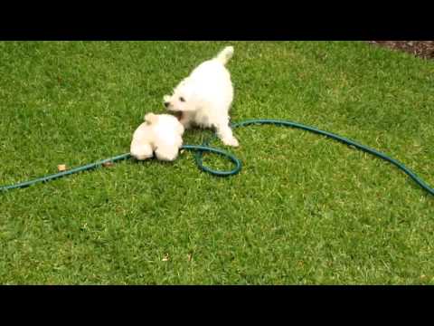 Cindy Schnoodle plays with Sharjeel