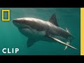 Why more White Sharks are pushing north into Canadian waters | Shark Below Zero