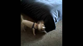 Billy Joel vs. the bed