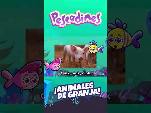 Co co co la gallina