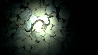 preview picture of video 'Water Moccasin (2) - Cedar City Trail- Lebanon, TN'