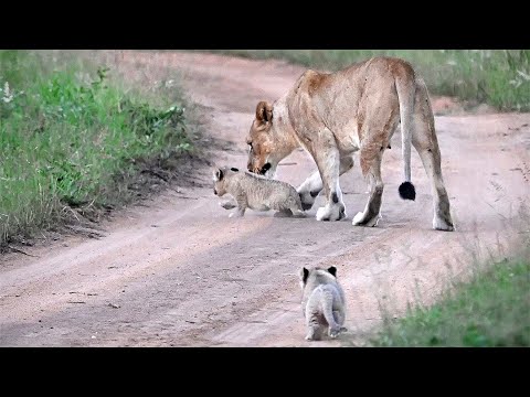 Lioness Disciplines Tiny Cub While Moving Den Sites