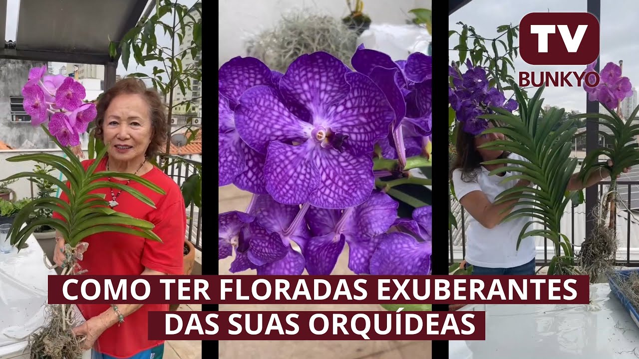 TV BUNKYO - Como ter floradas exuberantes das suas orquídeas