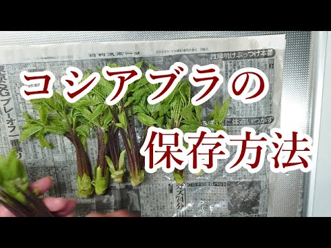 ルバーブの保存:正しい保存方法 植物