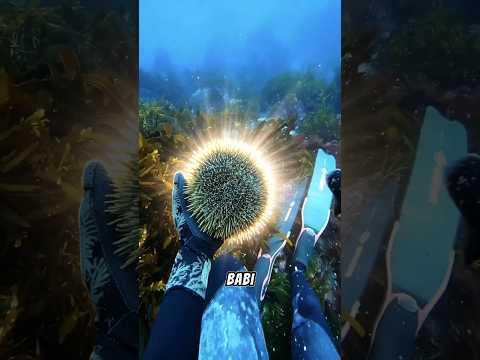 Ikan ini “kerja sama” sama manusia buat balas dendam 😂 #animals #shorts